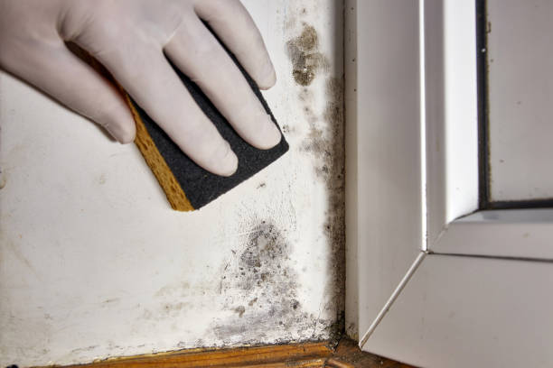 Best HVAC Mold Inspection and Cleaning  in South Gull Lake, MI